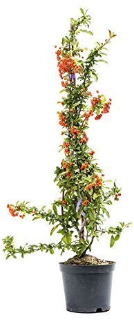 Pyracantha 'Orange Glow' 40-60 cm – Immergrün, Winterhart, Pflegeleicht – Feuerdorn – Heckenpflanze für Garten & Sichtschutz