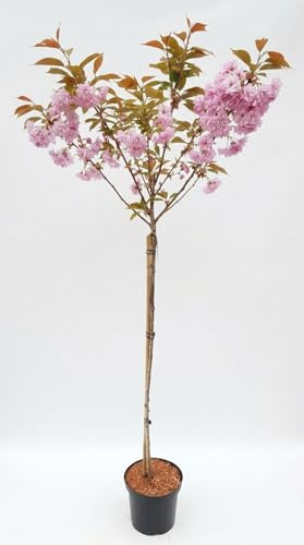 Prunus Serrulata Kanzan auf Stamm - Japanische Nelkenkirsche - Höhe: 170-180 cm - Stammhöhe: 120 cm