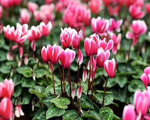 Graines de fleurs de cyclamen 100pcs rose