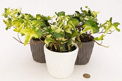 POWERS TO FLOWERS - EDERA HELIX WHITE MEIN HERTZ TRIS, set 3 pezzi IN VASO CERAMICA CON SPATOLATURA IN RILIEVO, Piante vere