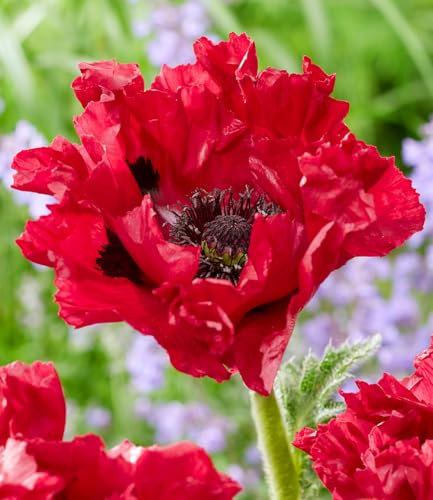 BALDUR Garten Papaver 'Red Rumble',1 Knolle, Starke Stiele & kompakter Wuchs,Extra-große Blüten über viele Wochen,Robust & winterhart,Papaver orientale