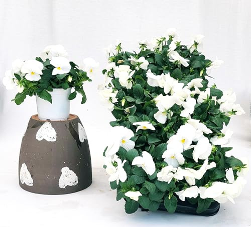 POWERS TO FLOWERS - VIOLE DEL PENSIERO, VIOLA A FIORE PENDULO BIANCO, SET 6 PIANTE VASO 12CM DIAMETRO, piante vere