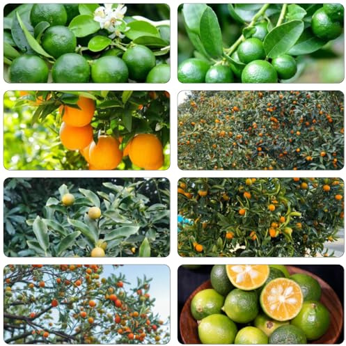 kumquat topfpflanzen draußen winterhart obstbaum steingartenpflanzen spalierobst winterharte kübelpflanzen obstpflanzen obstbäume kaufen balkonpflanzen obstsamen bonsai topf 225samen