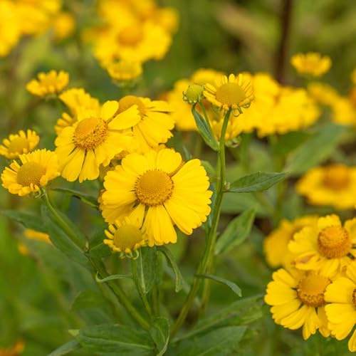 Garten-Schlüter® Sonnenbraut 'Kanaria' - im 0,5 Liter Topf – Helenium mit leuchtend gelben Blüten - Insektenmagnet