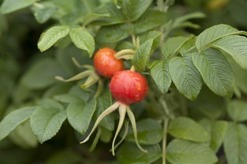 Rosa rugosa 20–30 cm – Winterhart, Mehrjährig, Pflegeleicht – Apfelrose – Heckenpflanze für Garten & Sichtschutz