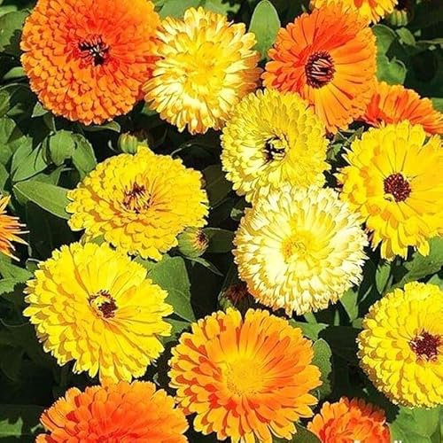 Pot Marigold Gitana Mix 300 Seeds + freebie + Plant tag (Calendula officinalis)