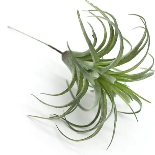2st falska växter Konstgjord flockning Tillandsia luftväxter Faux suckulenter Bromeliader till rummet sovrum väggdekor/477