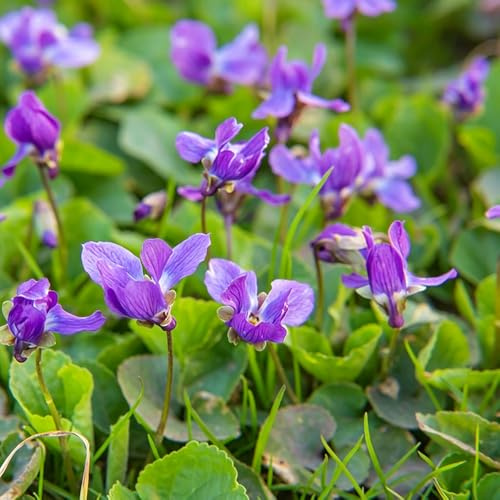 violetas fragantes - Viola odorata - semillas balcón semillas interior decoración sala estar cortadas Cobertura 150pcs