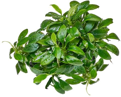 Anubias barteri var. nana Pangolino - in vitro 5,5cm Bechergröße - in vitro Wasserpflanzen für Aquarien