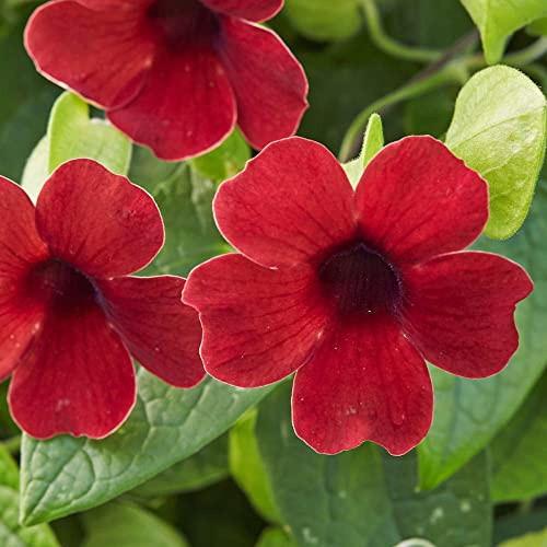 Bedwen Thunbergia 'Sunny Susy Cherry' 9cm Plant x2 – Black Eyed Susan Vine Climbing Red Flowering Bedding Plants for Trellises & Patio Pots