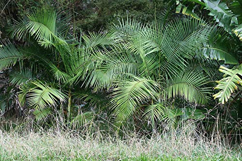 ★ Zuckerrohr Plame ★ Arenga caudata, 10 Samen