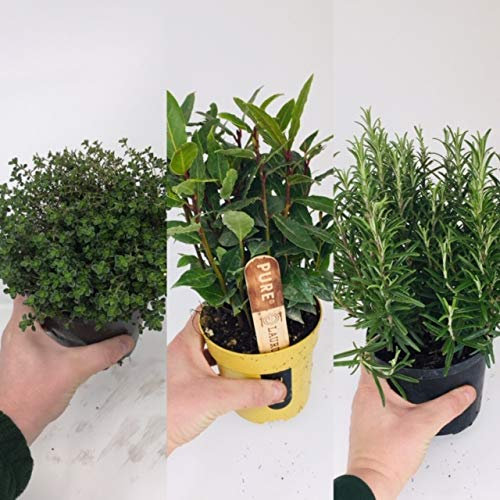 3 Large Herb Mix - Rosemary - Laurel Bay Tree - Thyme - 14cm Quality Plants