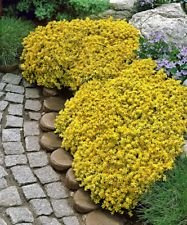 Graines de Sedum Golden Acre, fleur de tapis doré