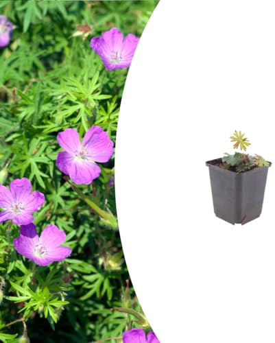 Geranium sanguineum | 60 stycken - 10-25cm - Ø9cm - Trädgårdsväxt