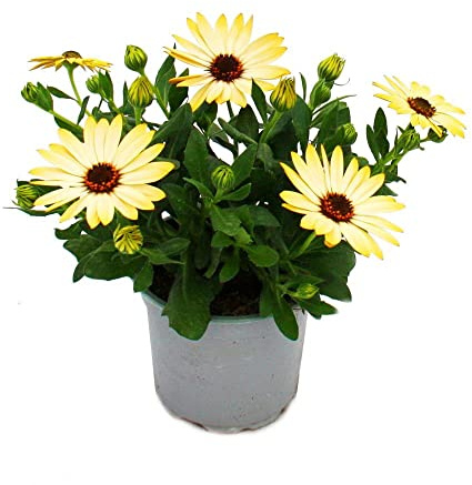 DECOALIVE Flor de Margarita Natural Color Amarillo Planta con Flores para Exterior