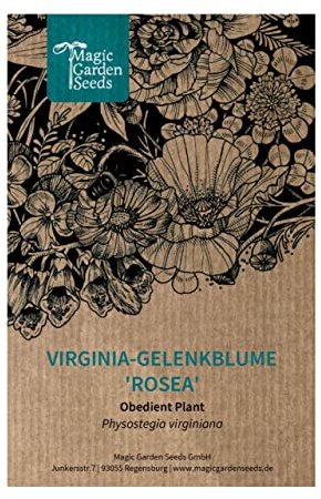 Virginia henbane 'Rosea' (Physostegia virginiana) ca 50 frön av perenn blommande växt snittblomma fjärilsmagnet