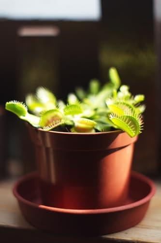 SMB SEEDS Dionaea muscipula: Erleben Sie die einzigartige Welt der Karnivoren Pflanzen, eine grüne Wunderwelt, die Eleganz und Faszination in Ihr Heim bringt - SMB