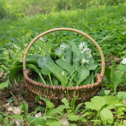 semillas de ajo silvestre perenne - frescas cobertura del suelo para jardín resistentes 500pcs