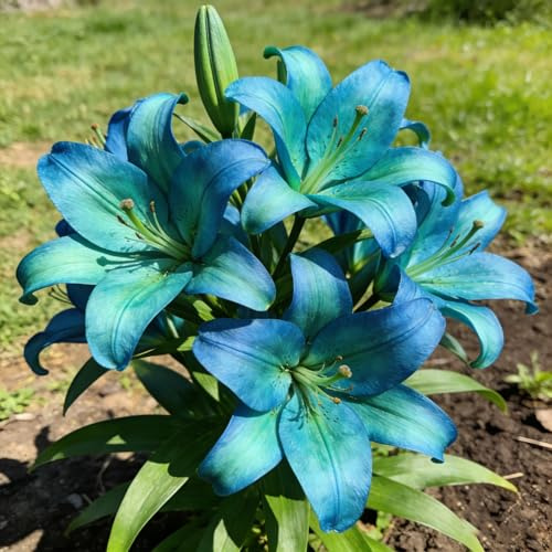 gigli, lilium - primaverili giardino in vaso in vaso, di selvatici, decorazioni da giardino per esterni autunnali 3bulbi
