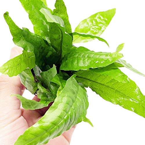 Planterest - Microsorium Pteropus Java Fern Potted Live Aquarium Plant Tropical Freshwater Decorations BUY2GET1FREE