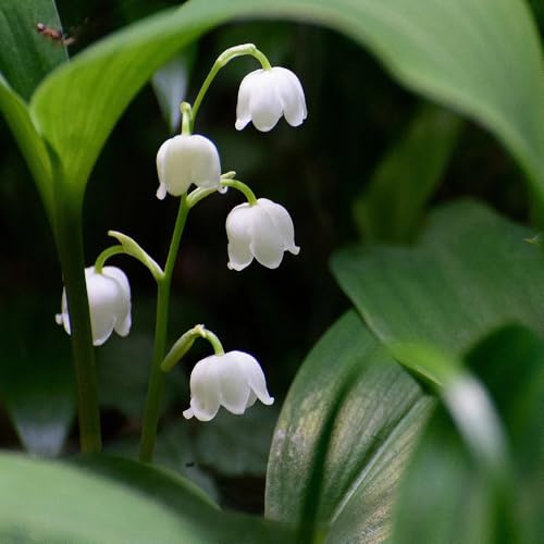 lirio de los valles bulbos temprana en extremadamente resistentes jardín jardín interior interior bonsái decorativa 4pcs