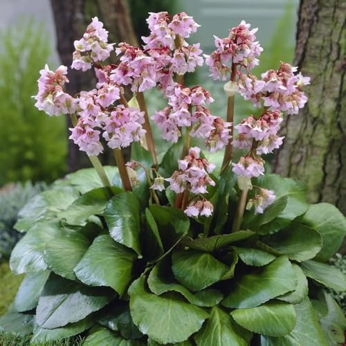 bergenien mehrjährige blumensamen sommerblumen gartendeko für draußen indoor kräutergarten pflanzendeko blumenwiese herbstaussaat mehrjährig balkongewächshäuser exotische 50samen