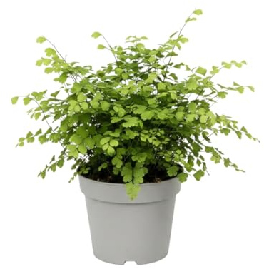 DECOALIVE Helecho Culantrillo Adiantum Raddianum Fragrans, Planta Natural de Interior, Maceta 14 cm, Altura 35 cm