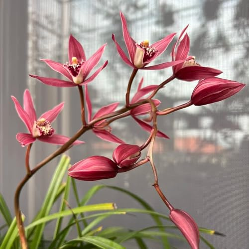 semillas de orquídeas, exóticas balcón resistentes perennes 180pcs