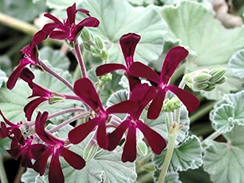 Semi di fiori di geranio pelargonium sidoides 30 pezzi