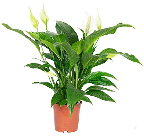 Einblatt - echte Zimmerpflanze, Spathiphyllum Lauretta - Höhe ca. 70cm, Topf-Ø 19 cm
