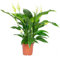 Spathiphyllum Lauretta – Altezza ca. 70 cm, diametro vaso 19 cm