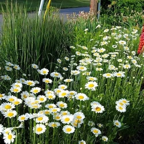 Ox Eye Daisy 'May Queen' - 1900 Seeds + freebie + Plant tag (Chrysanthemum leucanthemum)