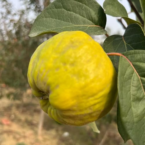 semillas de membrillo invernadero interior en balcón jardín orgánico, variedades antiguas al aire libre invernaderos 50pcs