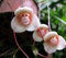 semi di orchidee rare, belle Monkey Face orchidee semi, varietà più semi Bonsai 100 pc / pacchetto