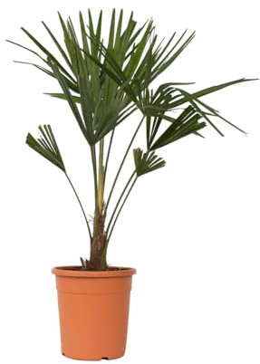 Plant in a Box - Trachycarpus Fortunei - 2er Set - Asiatische Fächerpalme - Palme Winterhart für draußen - Gartenpflanze - Topf 21cm -Höhe 65-75cm