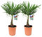 Plant in a Box - Trachycarpus Fortunei - Palmier de Chine - Palmier exterieur - Set de 2 - Pot 21cm - Hauteur 65-75cm