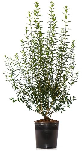 Dehner Gemeiner Liguster, Ligustrum vulgare, für 4 Meter Hecke, je 150-175 cm exkl. Pflanztopf, 8 x 15 l Topf, Heckenpflanzen