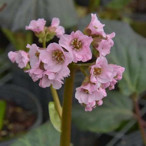 Semillas de otoño de Bergenia, Las de jardín son perennes resistentes. Bergenia cordifolia - interior 30pcs