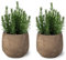 Pack de 2 Plantas Naturales de Romero - Hierba Aromática Interior y Exterior Fácil de Cuidar - Huerto Urbano y Jardín - Altura 20 cm - Maceta 10 cm (no incluye maceta cerámica)