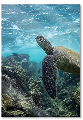 Pixxprint Glasbild, Wandbild aus Echtglas, Schildkröte im Pazifik, 40x60 cm, inkl. Aufhängung und Abstandshalter