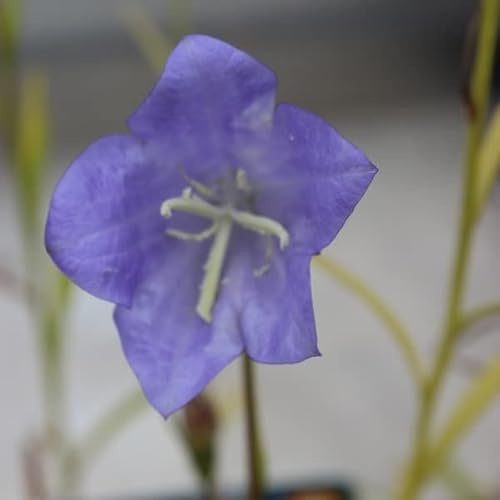 6x Campanule à feuilles de pêcher 'Grandiflora Coerulea'. - Campanula persicifolia ‘Grandiflora Coerulea’ - Godet 9x9cm