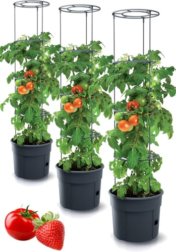 Tymar Tomatkruka, tomatkruka, tomatväxt, tomatbalkong, med rankhjälprangemang, med vattenbehållare (3 stycken, ø 35 cm)