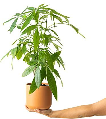 Planta de interior - Planta para la casa o la oficina - Pachira Aquatica- Planta de hoja acorazonada - 70cms de alto