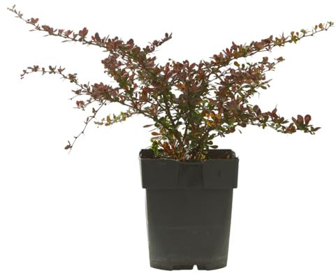 Verdecora Berberis en Maceta Ø15 cm | Arbusto Decorativo de Follaje Rojo | Berberis thunbergii ‘Atropurpurea’ | Planta Resistente para Jardín o Maceta