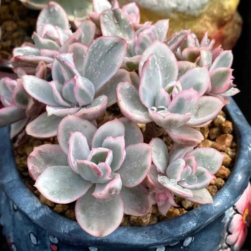 semillas suculentas resistentes, comprar balcón interior para el jardín con perennes 60pcs