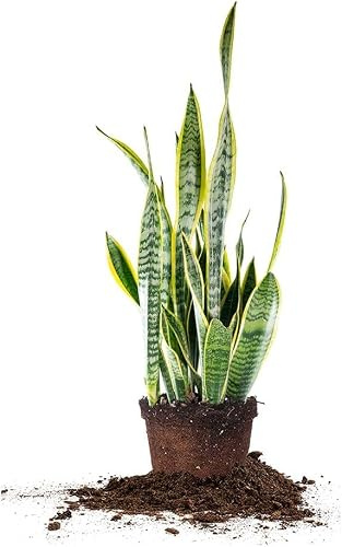 Sansevieria Trifasciata Laurentii | DECOALIVE | Planta Serpiente | Lengua de Suegra | Planta Espada
