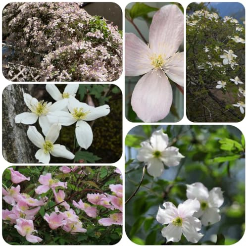 hortensia trepadora silvestres de sombra fácil cultivar al 120semillas
