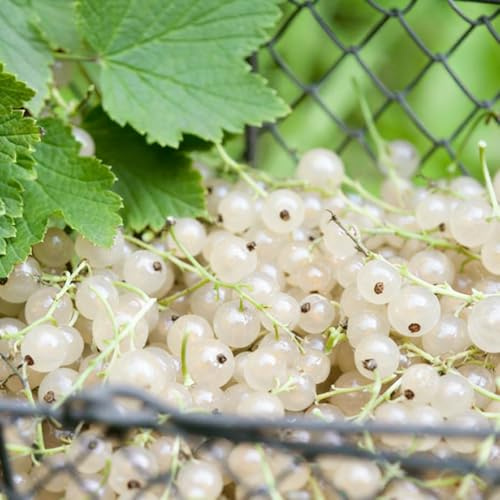 Stachelbeeren johannisbeeren - kletterpflanze säulenobstbäume obstsamen topfpflanzen draußen winterhart kräutergarten wildkräuter pflanzensamen obstpflanzen 350samen