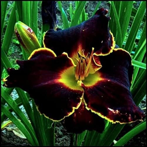 Hemerocallis bulbi,erbacee perenni,a fioritura primaverile,hemerocallis bulbi,bulbi da fiore resistenti,bulbi belli e sani,Daylily,hemerocallis(no semi,no bulbi,non artificiali)