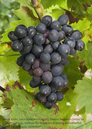 Tafeltraube Königliche Esther | knackig süße Weintrauben mit dünner Schale für den Garten| Premium-Weinrebe im Topf | 3-jährige getopfte Weinrebe